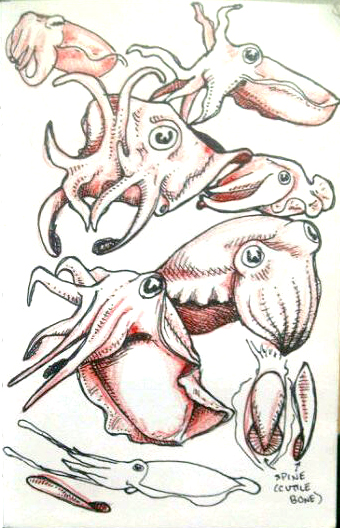 Cuttlefish Drawings