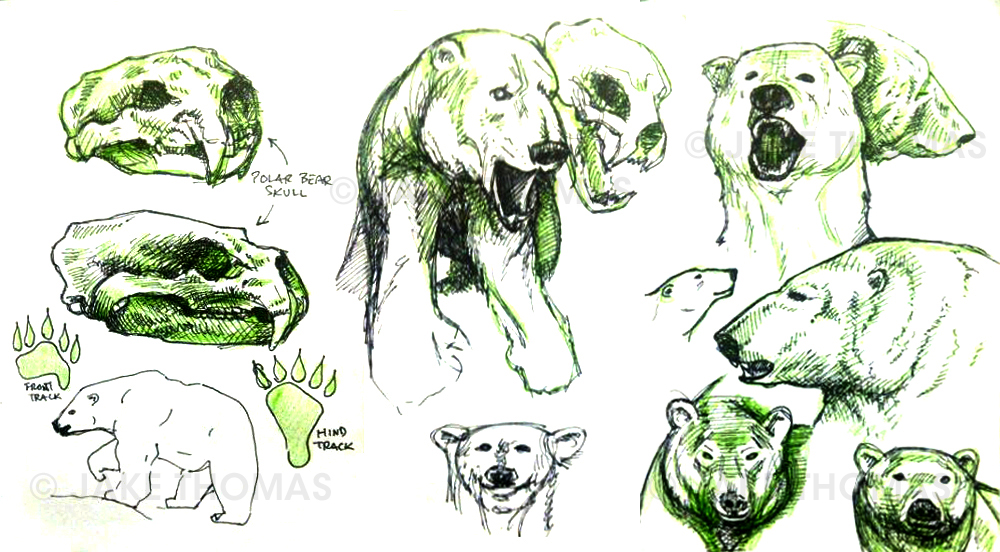 Polar bBear sketches